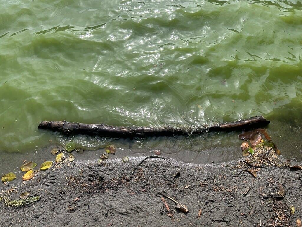 https://ecolens.ca/wp-content/uploads/2026/09/Image-rotated.jpg